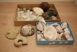 A collection of mixed fossilized shell specimens and a selection of shells, including some sea