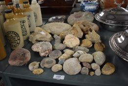 An interesting collection of fossilized ammonites and other specimens, approximately 38 in total