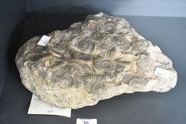 A large Jurassic period Ammonite 'graveyard' Lias cluster by repute collected from Robin Hoods