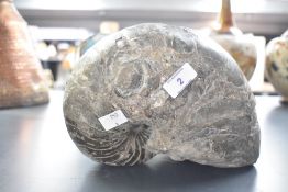 A lower Jurassic fossilised Nautilus Lias, recovered by repute from Robin Hoods Bay 23cm