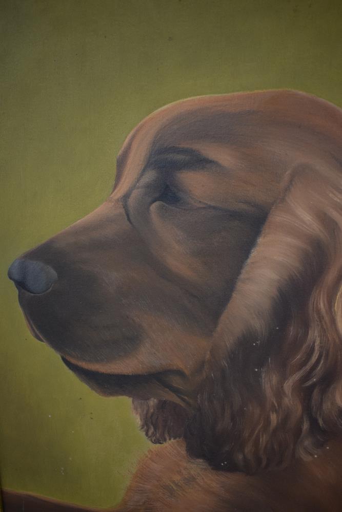 Sheila King (British contemporary) Oil on canvas, 'Des' traditional portrait of a brown spaniel on - Image 3 of 6
