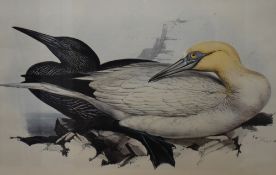 After Edward Lear (British 1812-1888) colour print, Solan Gannet (Sulsa Bassana) within a green card