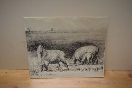 After Henry Moore (British 1898-1986) forty monochrome sheep prints, c1980, unframed, 21cm x 25cm