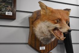 A taxidermy fox mask mounted on a wooden shield