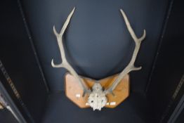 A set of red dear 8 point Antlers and part skull mounted on a wooden plinth bearing a Label