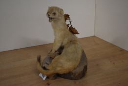 A taxidermy study of a stoat in ermine