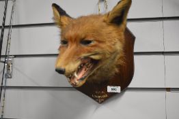 a taxidermy fox mask by T Salkeld of Carnforth mounted on a shield bearing the inscription Ullswater