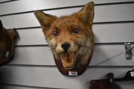A taxidermy fox mask