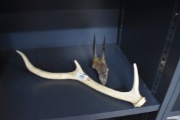 A deer antler and a small set of horns measuring 20cm approx