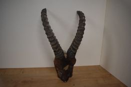 A set of Ibex horns and skull