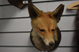 A taxidermy fox mask