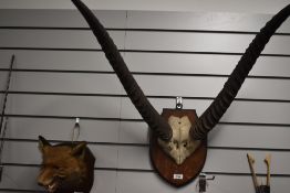 A set of Large Antelope antlers aand part skull mounted on a wooden shield for wall hanging