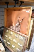 A 3D study of a Greater Kudu Antelope set onto a coppered backdrop within a wooden frame 64cm x 48cm