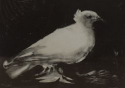 After Pablo Picasso (Spanish 1881 - 1973) lithograph 'Dove', a postcard sized monochromatic