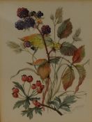 Patience Arnold (British 1901-1992) two watercolours, botanical studies, each signed lower right,