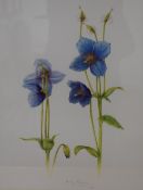 After Helen Raeburn (British Contemporary) a pair of lithographs, floral studies of Himalayan blue