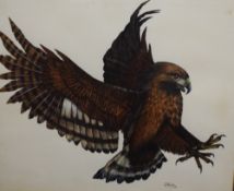 D Healey (British 20th Century) Watercolour, depicting a buzzard in flight, signed and dated (