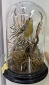 Taxidermy - A Canary perched on a branch with grasses and ferns under a glass dome