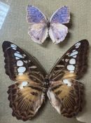 Taxidermy - six framed butterflies including Parthenos Sylvia, Euploea Mulciber, Ideopsis,