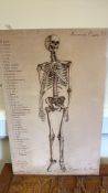 Anatomical Chart Humana Osseus, 19th-Century Style