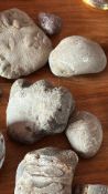 Group of Fossil Impression Stones and Pebble Specimens