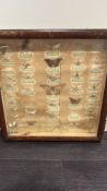 Victorian entomology specimen display