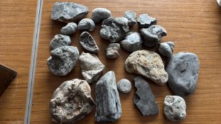 Group of twenty assorted marine fossils