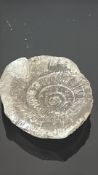 Ammonite Fossil Nodule