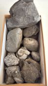 Box of assorted fossil fragments