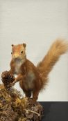 Pair of taxidermy red squirrel and stoat mounted on moss-covered driftwood with pine cones.