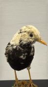 Taxidermy pied songbird mounted on painted papier-mâché mound, displaying cream head, mottled
