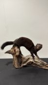 Taxidermy mink (Mustela vison) mounted in an alert stance on a sculptural driftwood base.