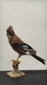 Taxidermy mount of a Eurasian jay perched on a naturalistic groundwork base.