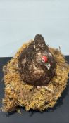 Taxidermy red grouse perched on oval moss-covered base, modelled in nesting pose with distinctive
