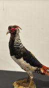 Taxidermy mount of a male Lady Amherst’s pheasant (Chrysolophus amherstiae) with characteristic