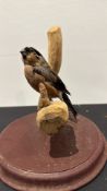 Taxidermy bullfinch mounted on a natural branch, raised on a circular wooden plinth.