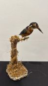 Taxidermy common kingfisher (Alcedo atthis) perched on a naturalistic branch mount with textured