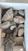 Box of assorted Jurassic fossil specimens