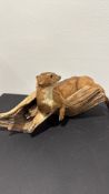 Taxidermy stoat (Mustela erminea) mounted reclining on a natural driftwood base.