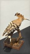 Taxidermy Eurasian hoopoe (Upupa epops) mounted on a curved branch over rectangular wooden plinth.