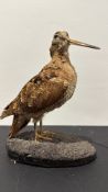 Taxidermy mount of a Eurasian woodcock (Scolopax rusticola) poised on an oval ebonised groundwork