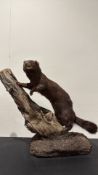 Taxidermy mount of a mink (Mustela sp.), posed climbing a driftwood branch on soil-covered base.