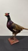 Taxidermy ring-necked pheasant cock, naturalistic mount on square wooden plinth.