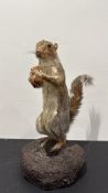 Mounted grey squirrel taxidermy study, standing upright on soil-effect base and clasping a pine
