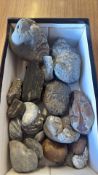 Box of assorted fossil specimens