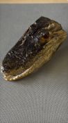 Taxidermy alligator head