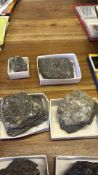 Set of boxed geological rock specimens