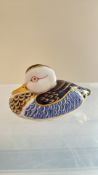 Royal crown derby duck firsts