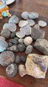 Group of fossil nodules and ammonite fragments
