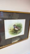 Bluethroat watercolour, signed Eric Gorton (33cm x 39cm including frame)